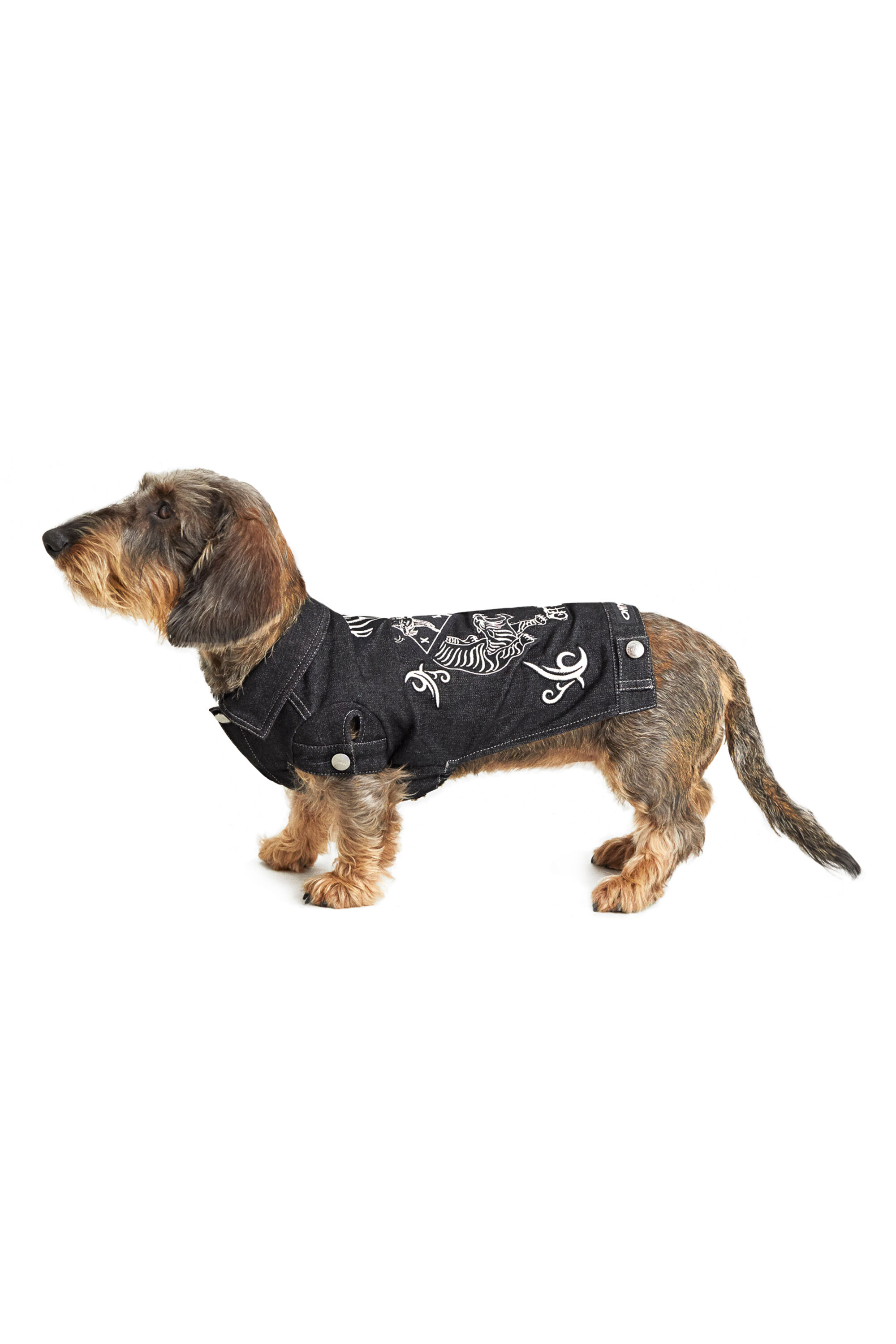 Diesel - PET-TIGERS, Black - Image 4